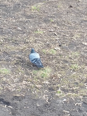 Columba livia domestica