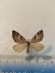 Aplocera praeformata