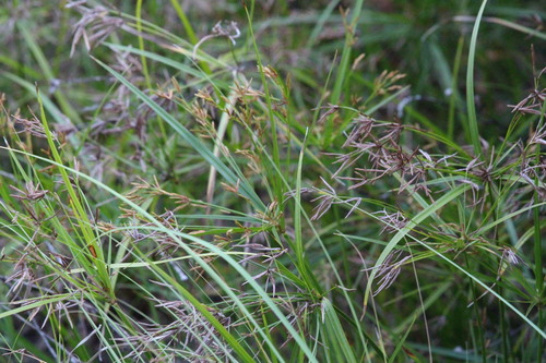 Cyperus leptocladus observed 2026-04-16