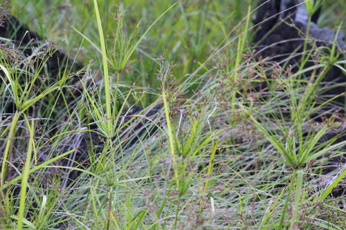 Cyperus leptocladus observed 2026-04-16