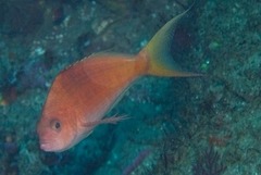 Cyprinocirrhites polyactis