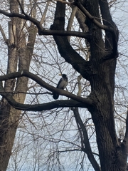 Corvus cornix