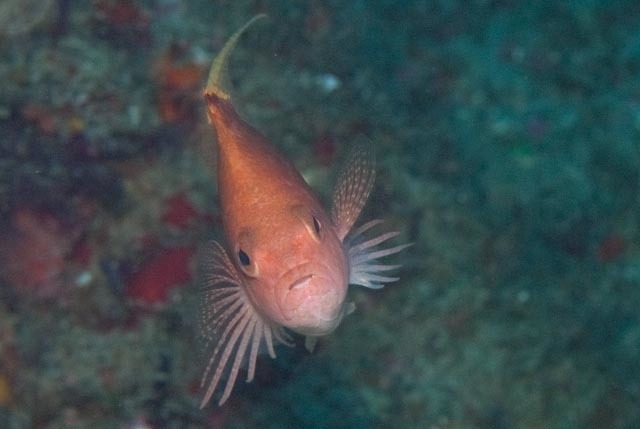 Swallowtail Hawkfish