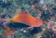 Cyprinocirrhites polyactis