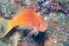 Cyprinocirrhites polyactis