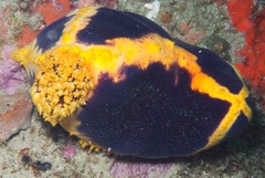 Pseudocolochirus unicus