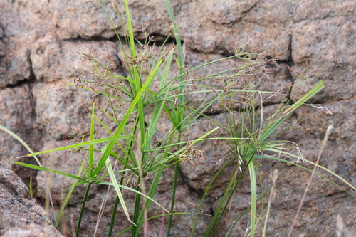 Cyperus leptocladus observed 2026-04-16