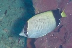 Chaetodon dolosus
