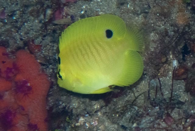 Threespot angelfish