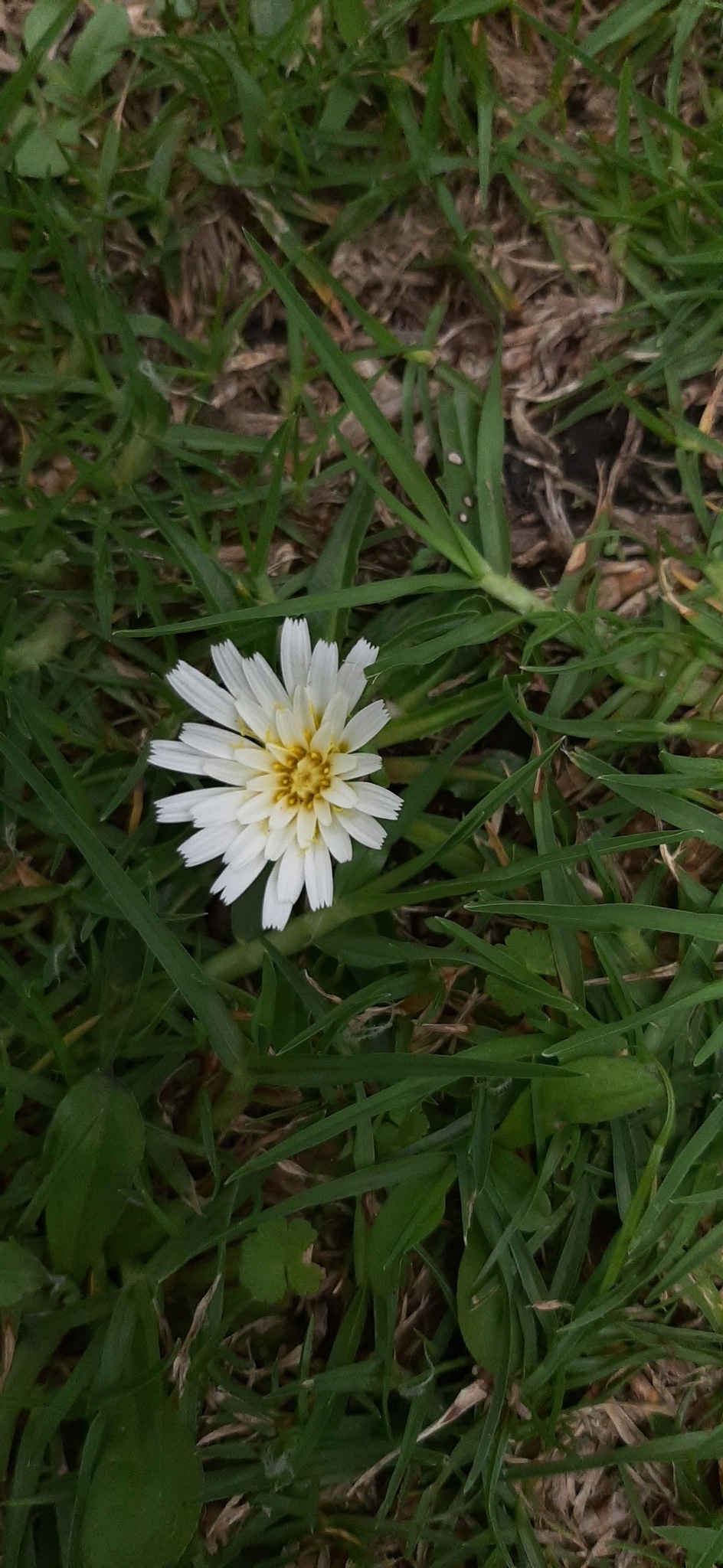 Hypochaeris image