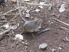 Arvicanthini
