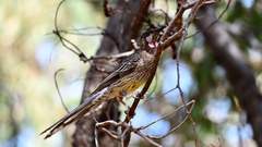 Anthochaera carunculata