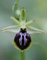 Ophrys sphegodes aesculapii