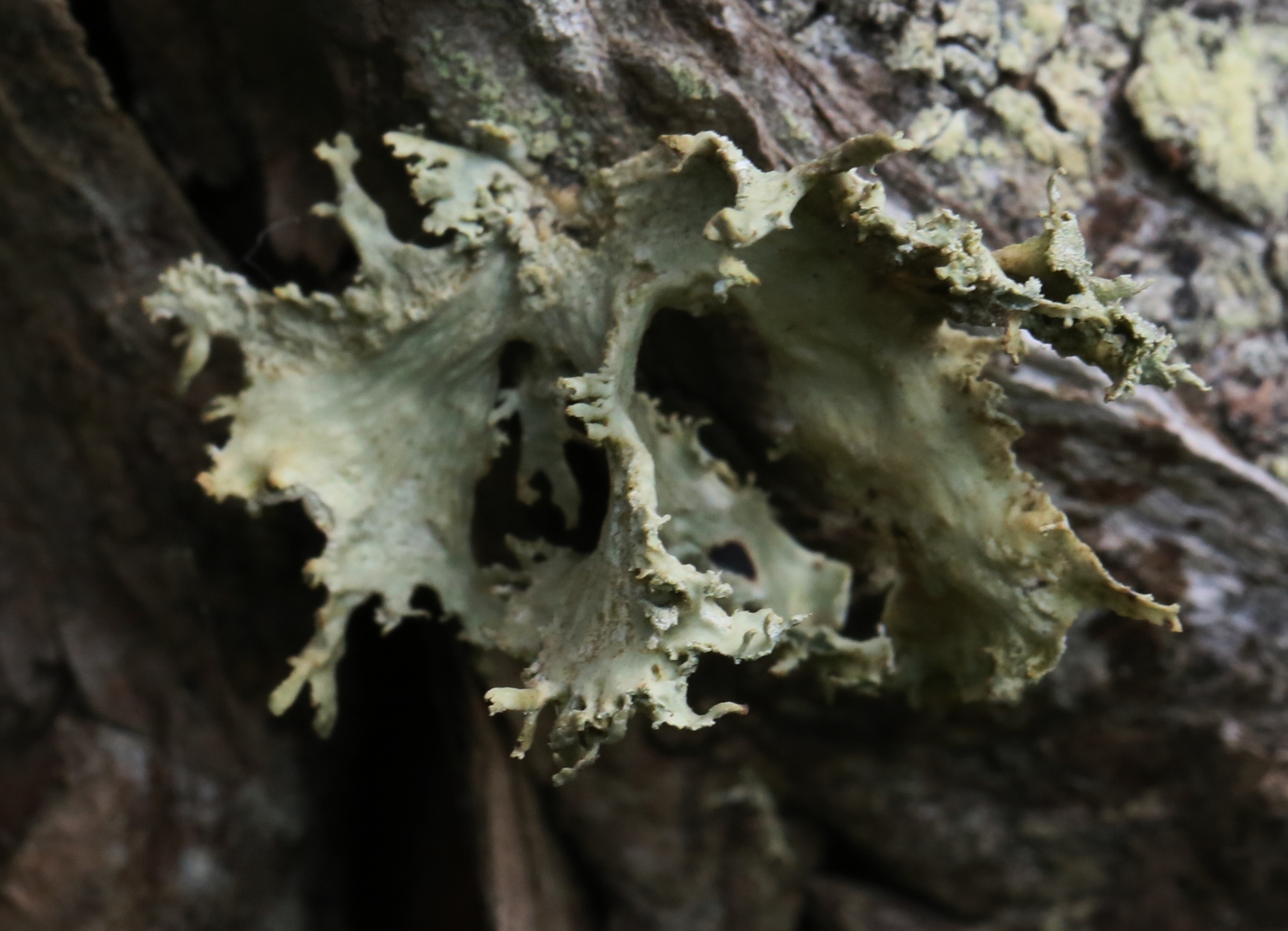 Ramalina canariensis image