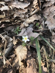 Anemonoides nemorosa