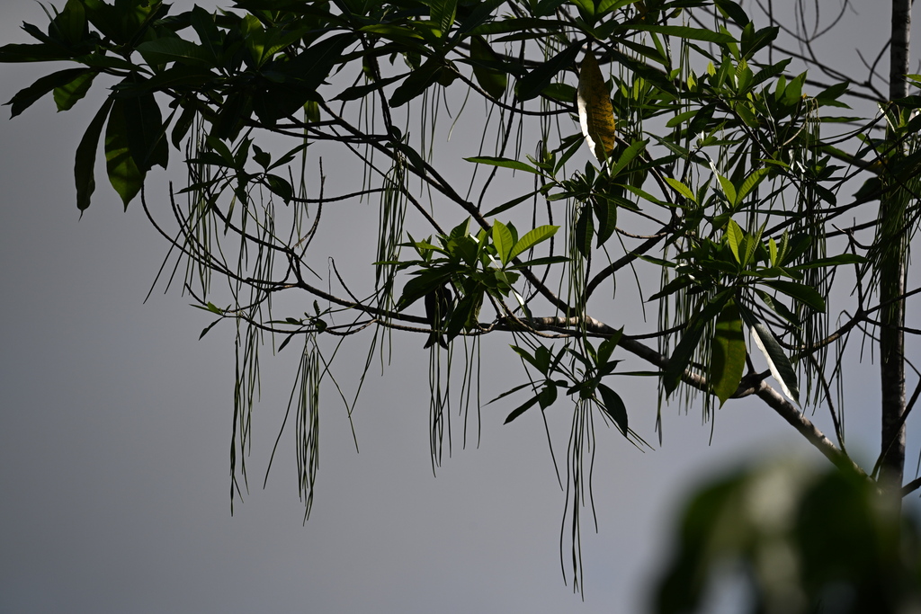 Desiel Tree Deviltree from Ratnapura, Sri Lanka on April 5, 2026 at 10:52 AM by ...