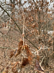 Hamamelis vernalis