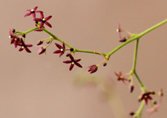 Vincetoxicum gilletii