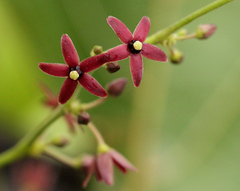 Vincetoxicum gilletii