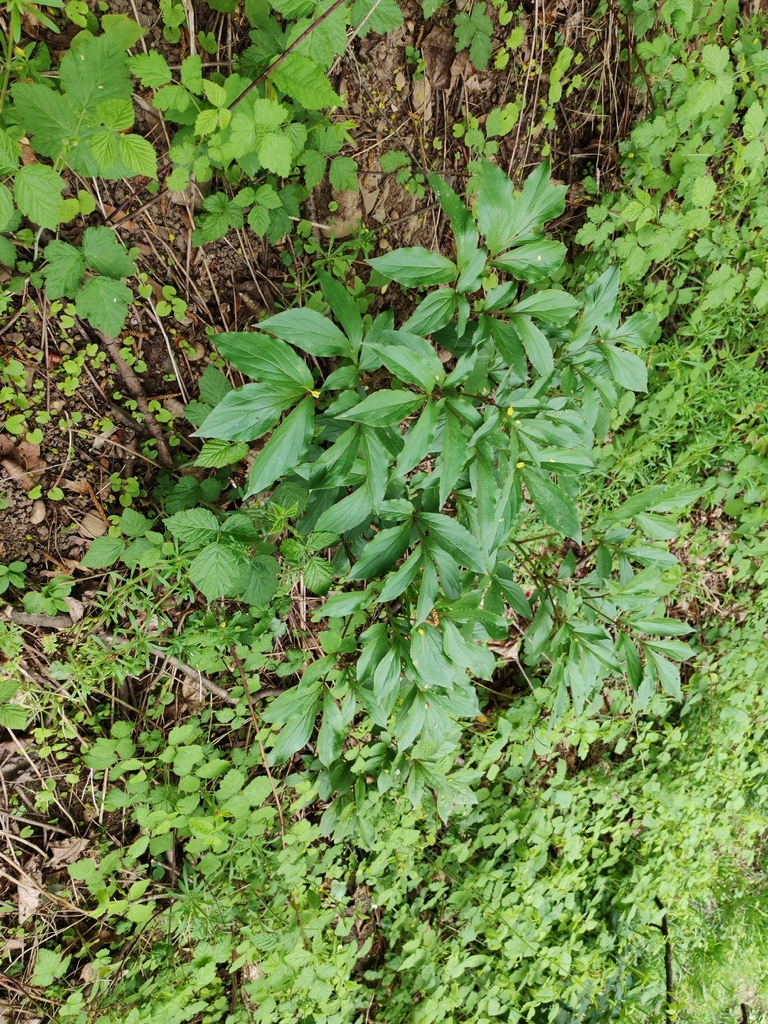 Hoa Mẫu Đơn – Paeonia lactiflora