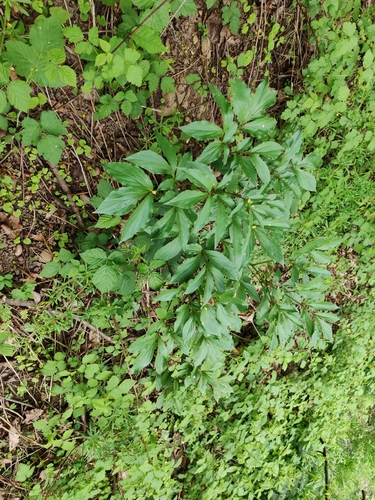 Common garden peony