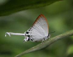 Cheritra freja evansi