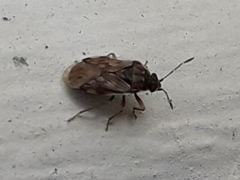 Hyalochilus ovatulus