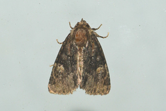 Phosphila turbulenta