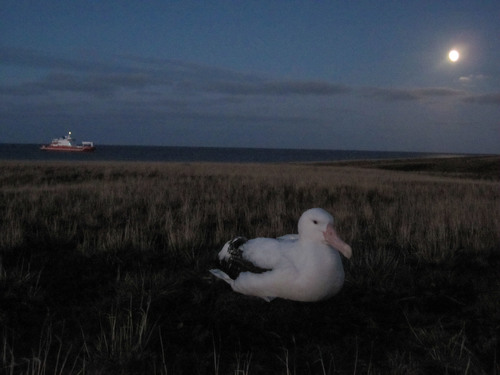 Snowy Albatross, El Cabo Occidental, Sudáfrica, photo 8 of 10