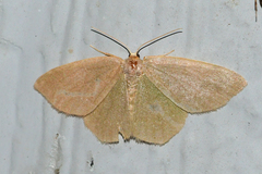 Thalera pistasciaria