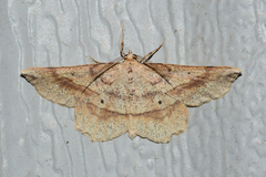 Euchlaena marginaria