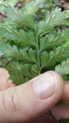 Asplenium lamprophyllum