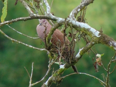 Patagioenas subvinacea