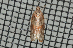 Argyrotaenia kimballi