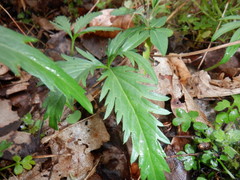 Cardamine concatenata
