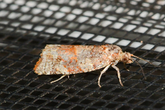 Argyrotaenia kimballi