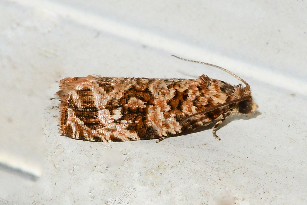 Labyrinth Moth