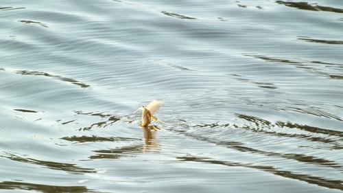 Tisa Mayfly photo 4