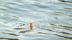 Palingenia longicauda