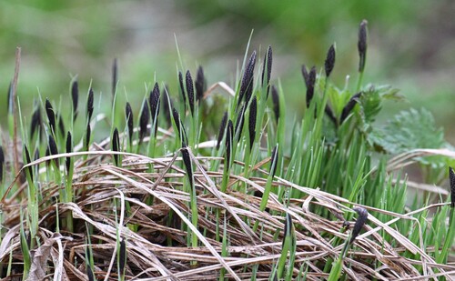 Наблюдение на iNaturalist