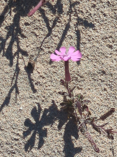 Silene cambessedesii, photograph 1