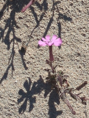Silene cambessedesii