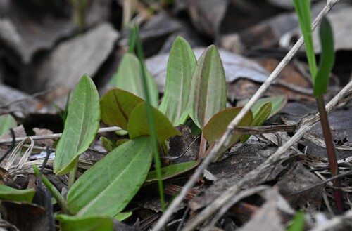 Наблюдение на iNaturalist
