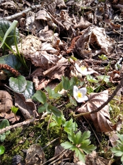 Isopyrum thalictroides