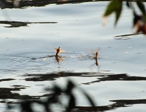 Tisa Mayfly photo 2