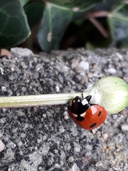 Coccinella septempunctata