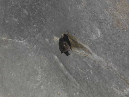 Hipposideros cervinus observed 2026-04-10