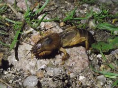 Gryllotalpa