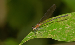 Hetaerina laesa