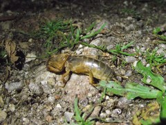 Gryllotalpa
